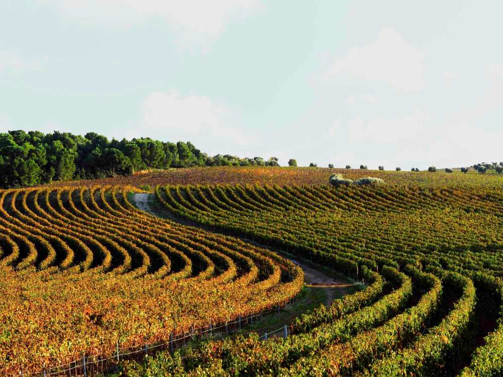 Amastuola_jardín Caruncho