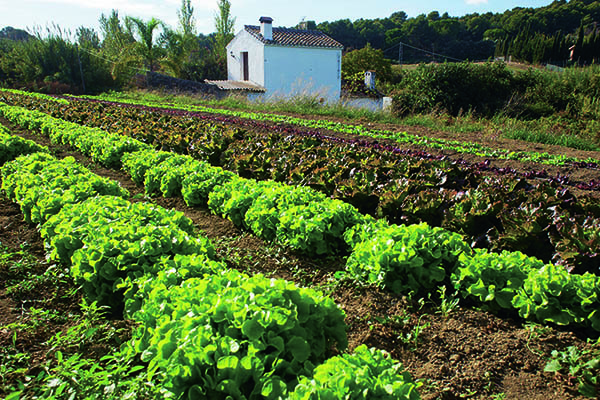 huerto